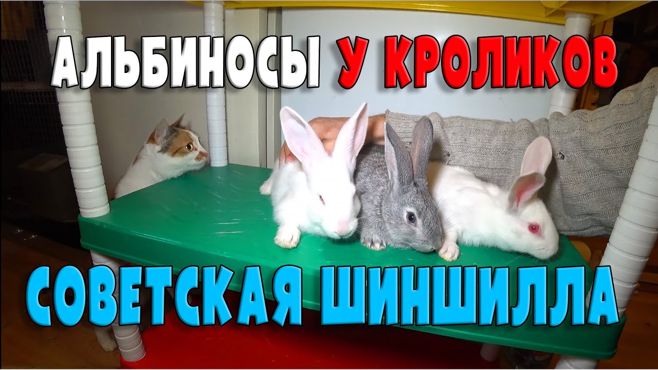 АЛЬБИНОСЫ У КРОЛИКОВ ПОРОДЫ СОВЕТСКАЯ ШИНШИЛЛА