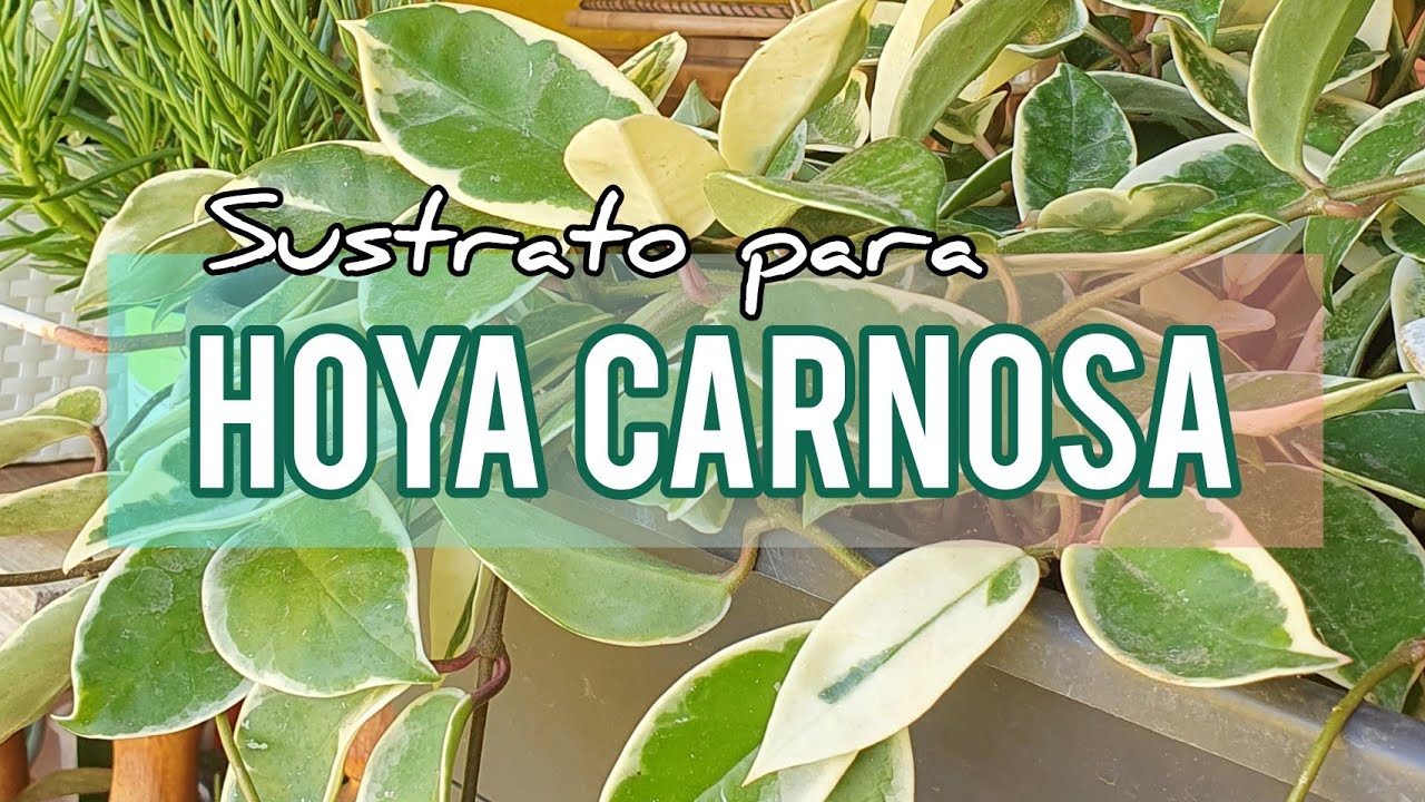 Sustrato para hacer florecer la Hoya Carnosa o Flor de Cera/Jardín Suculento