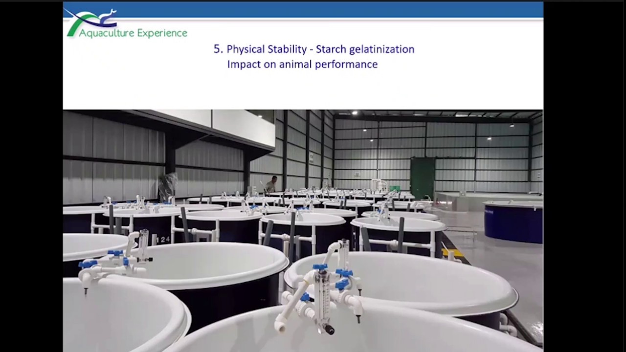 Shrimp feed stability and growth performance