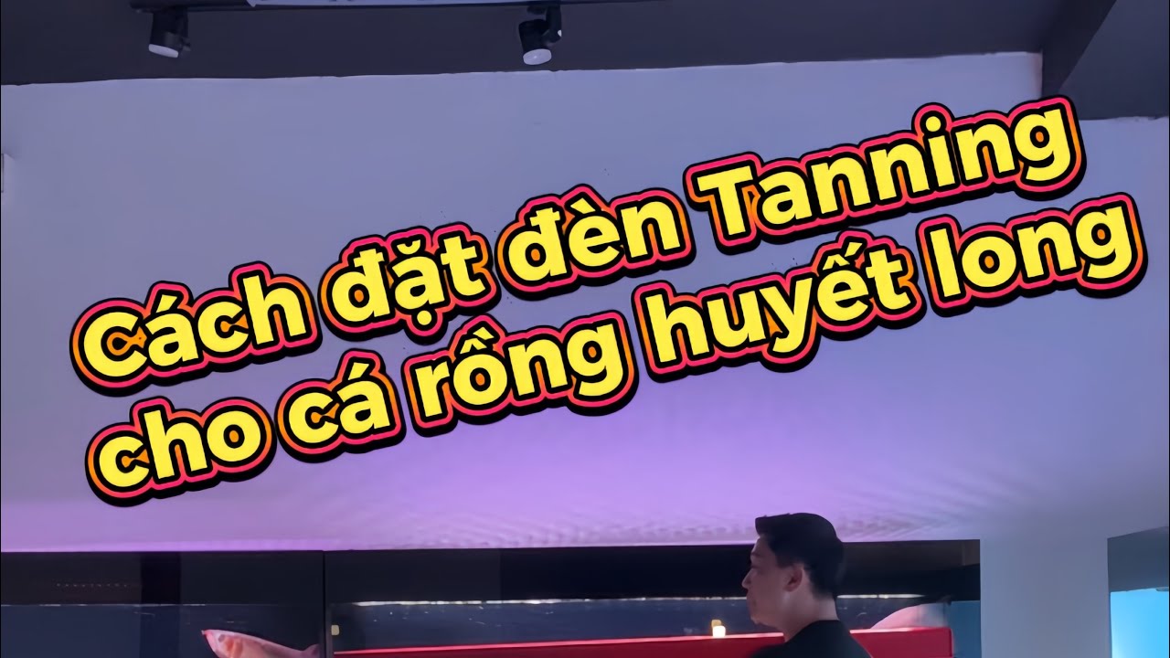 Cách đặt đèn tanning cho cá rồng Huyết Long  