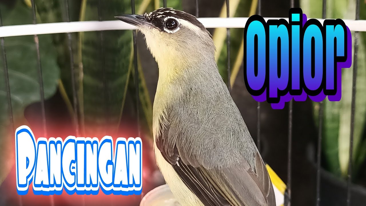 Opior Jambul Jantan  Full Isian Suara Pancingan Opior Langsung Nyaut