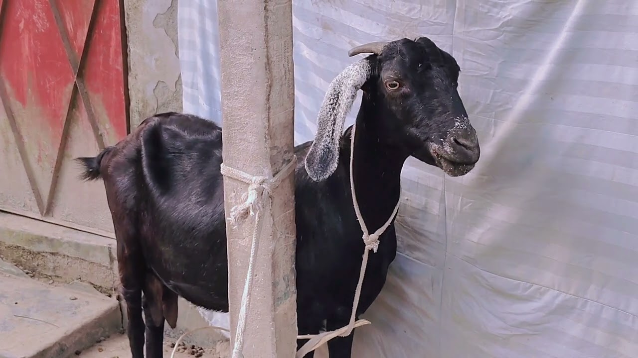 বড় ছাগলটা সব সময় জালাতোন করে 