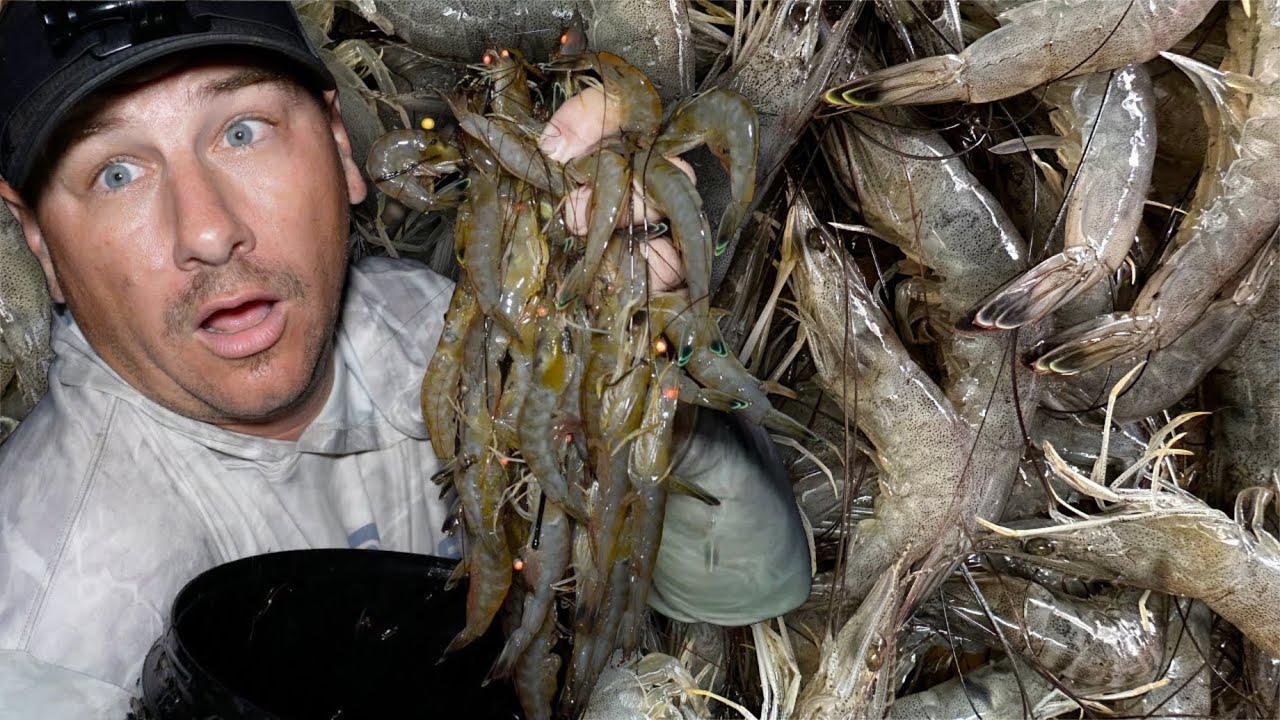 OVER 2 Hours of Catching LOADS of Shrimp! ( Catch and Cook compilation )