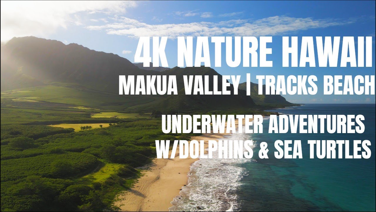4K Hawaiian Dolphins, Sea Turtles, Makua Valley and Tracks (Electric) Beach