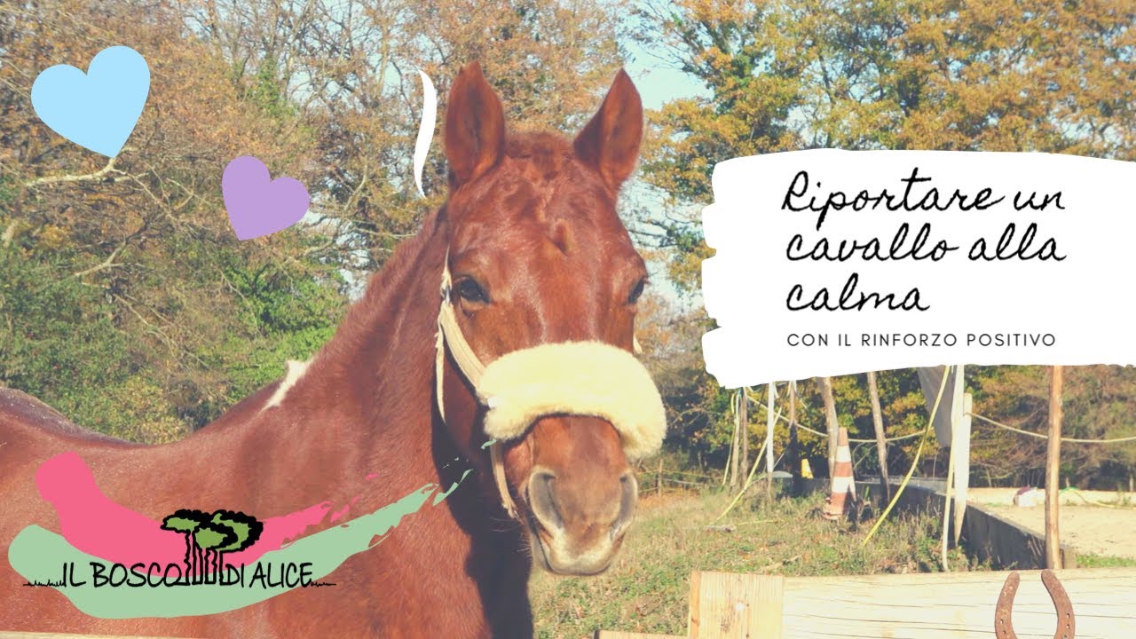 Come riportare un cavallo sovra eccitato/aggressivo alla calma utilizzando il rinforzo positivo❤️
