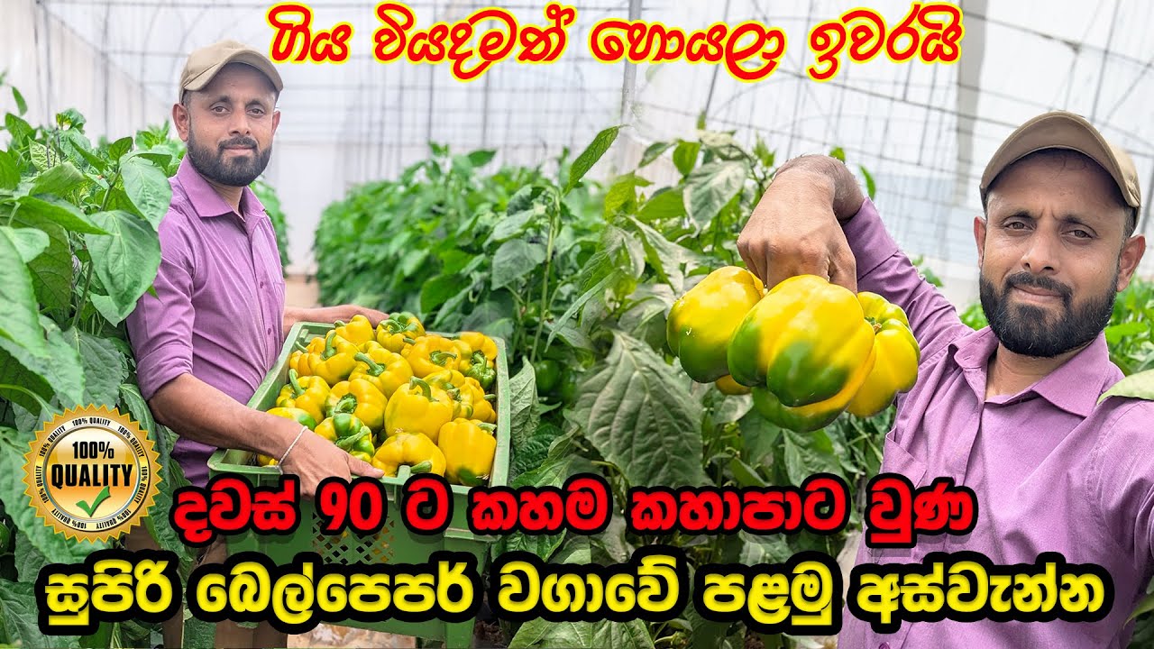 දවස් 90ට කහම කහාපාට වුණ සුපිරි බෙල්පෙපර් වගාව | Bell pepper Farming | Smart Agri 0769808008
