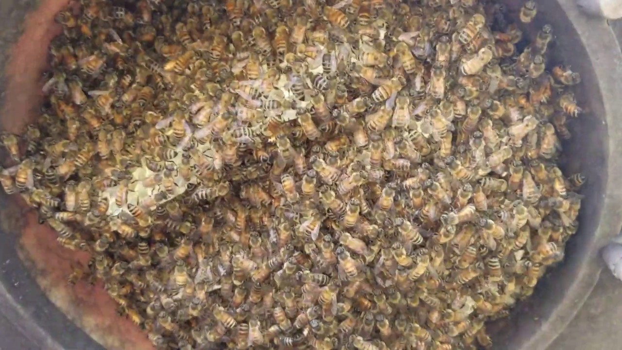 Traffic cone honeybees update