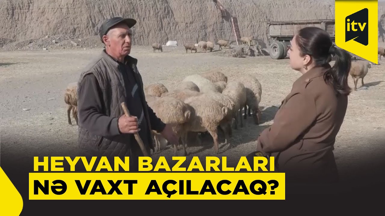 Fəaliyyəti dayandırılan heyvan bazarları nə zaman açılacaq?