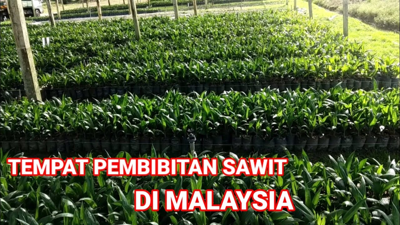 Cara pembibitan kelapa sawit di Malaysia