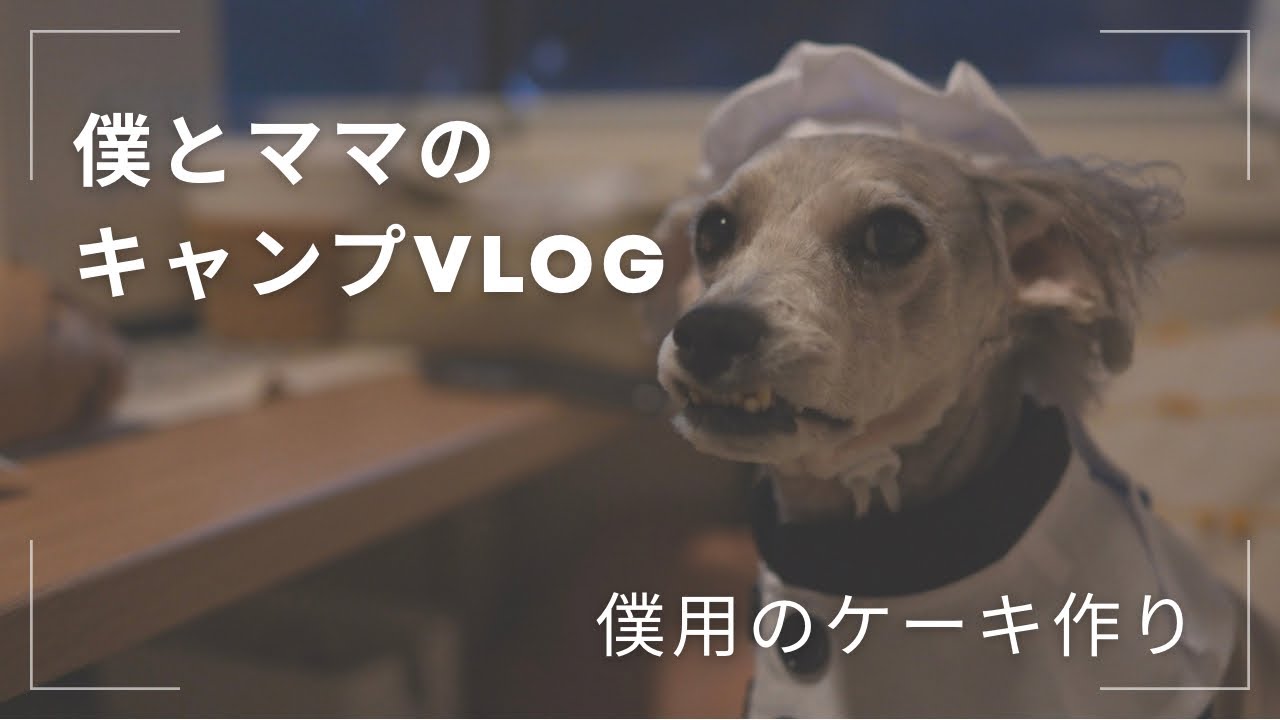 【コロベーvlog】キャンプ場で犬用ケーキを作るママ