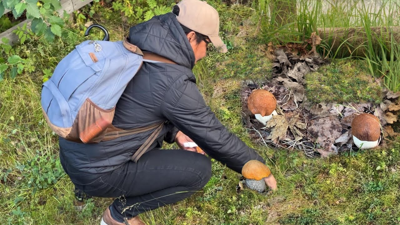 KABUTE NAGSULPUTAN NA! PICK, CLEAN, COOK & EAT! MUSHROOM FORAGING, PICKING, HUNTING. KING BOLETE.