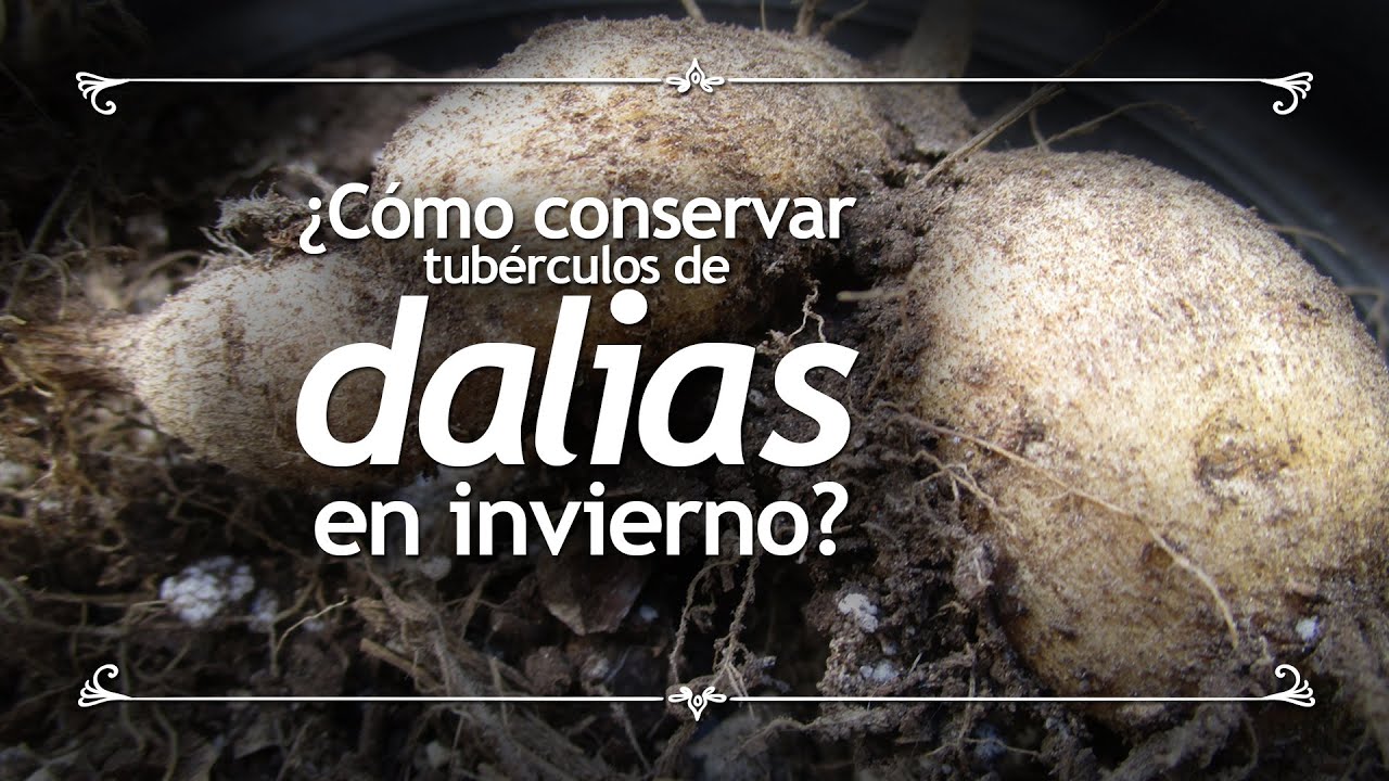 ¿Cómo conservar tubérculos de dalias en invierno?