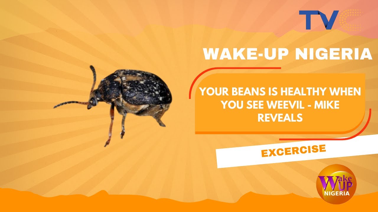 Your Beans Is Healthy When You See Weevil - Mike Reveals