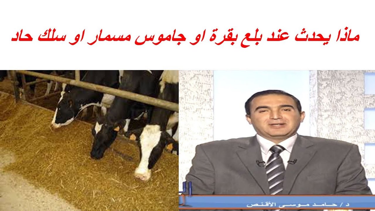 ماذا يحدث عند بلع بقرة او جاموس مسمار او سلك حاد وافضل طرق التعامل بالتفصيل