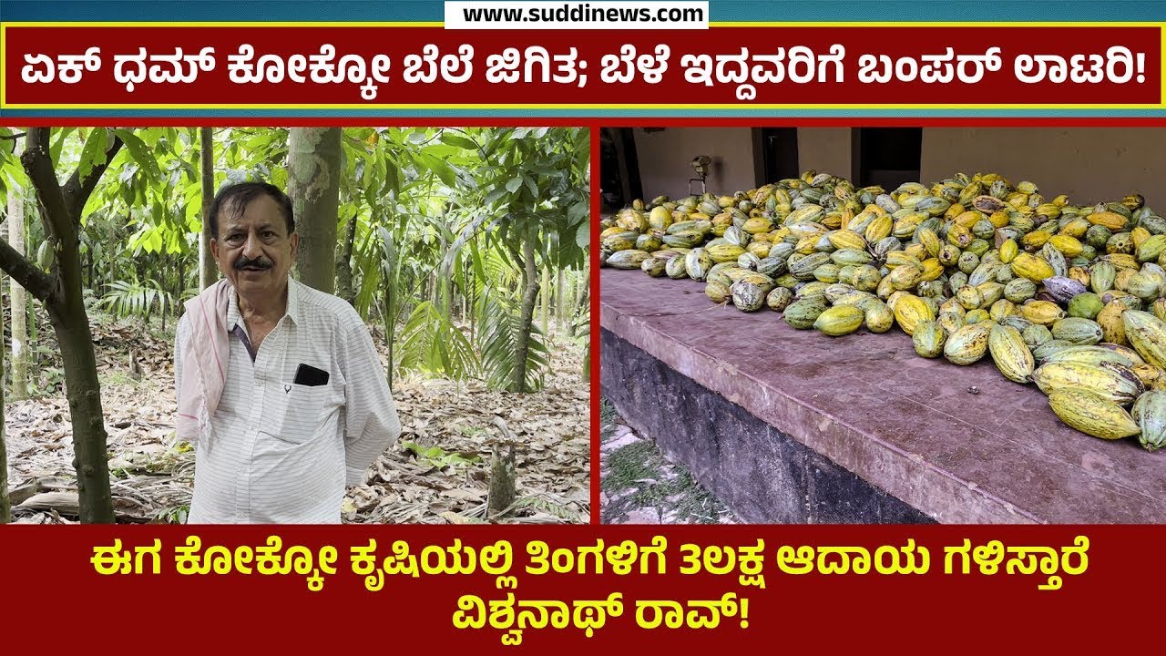 ಏಕ್ ಧಮ್ ಕೋಕ್ಕೋ ಬೆಲೆ ಜಿಗಿತ; ಬೆಳೆ ಇದ್ದವರಿಗೆ ಬಂಪರ್ ಲಾಟರಿ!