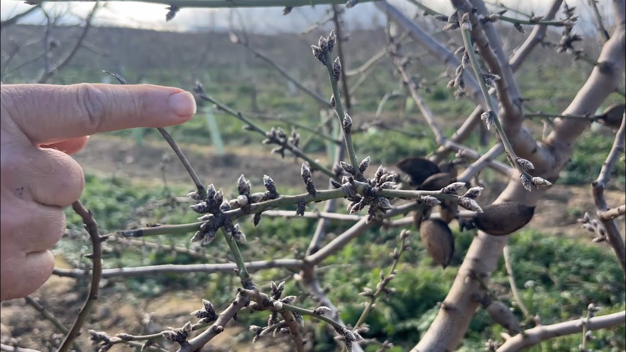 Casos prácticos para la Poda del Almendro Pt3