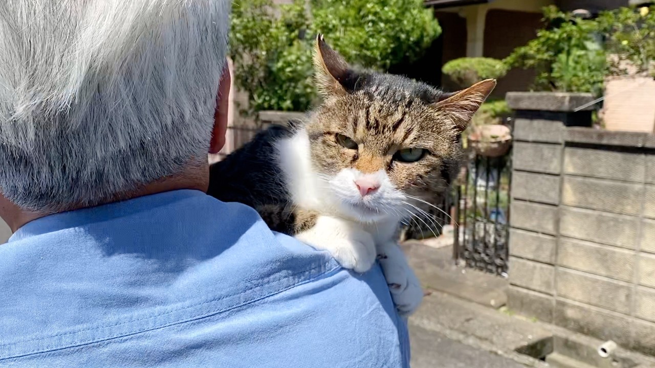 父親には懐いている実家猫のゴンちゃん...