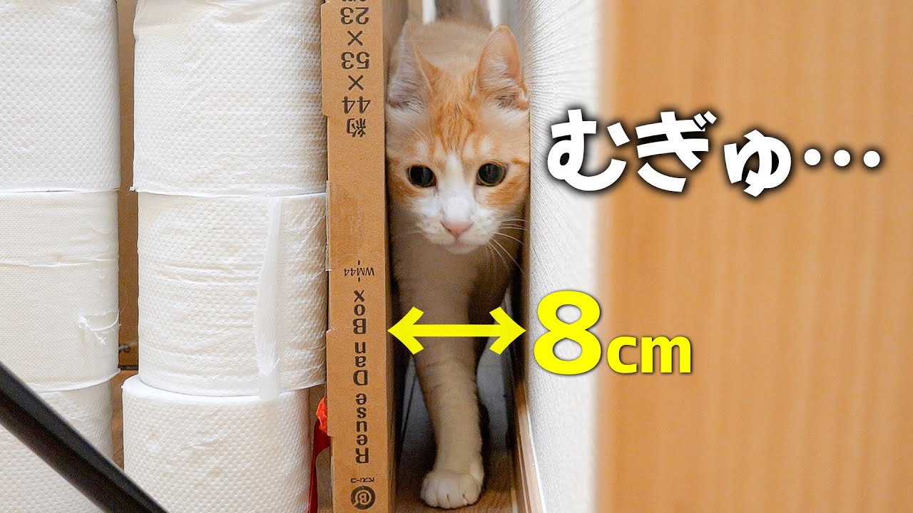 ぽっちゃり猫がせまい隙間を通ろうとしたらムギュッと挟まってしまいましたwww