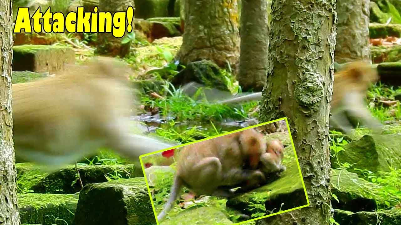 Breaking Heart! Sankra Attacked Poor Abandoned Monkey NORA B-adly Till She Can't Walk Properly.