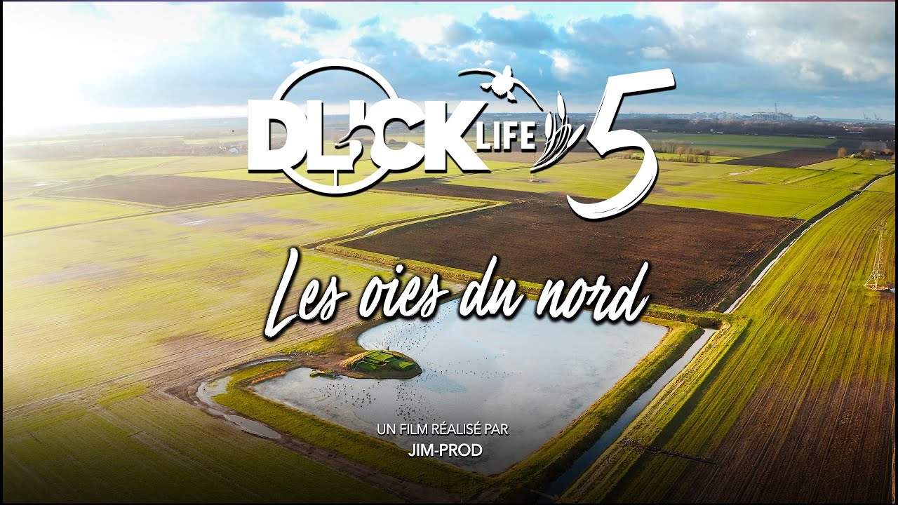 Film/DVD - DUCKLIFE  N°5  
