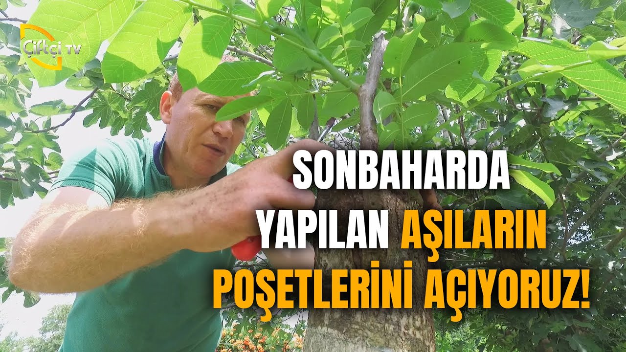 Sonbaharda Yaptığımız Aşıların Poşetlerini Açıyoruz! - Budama Aşılama Teknikleri