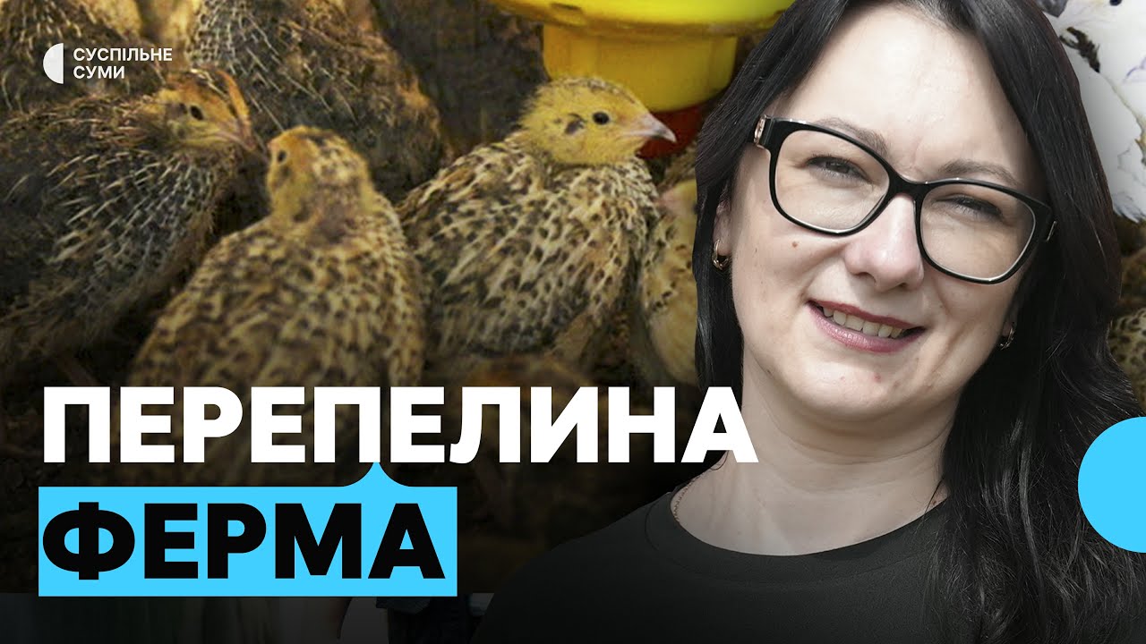 80 тисяч птахів: як на Сумщині працює перепелина ферма