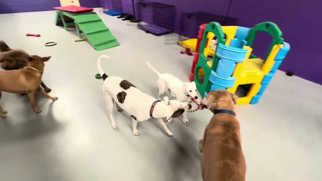 Enrichment for Every Personality | Watch PawPals Dogs Thrive