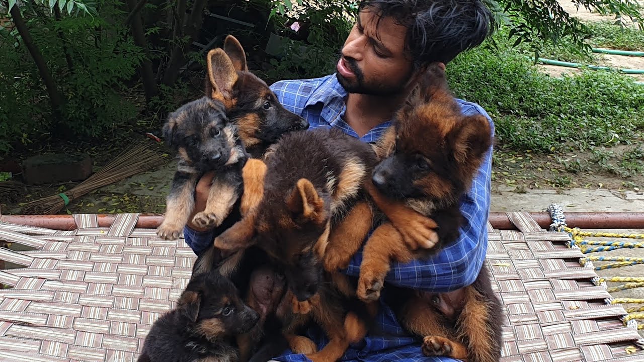 pupps