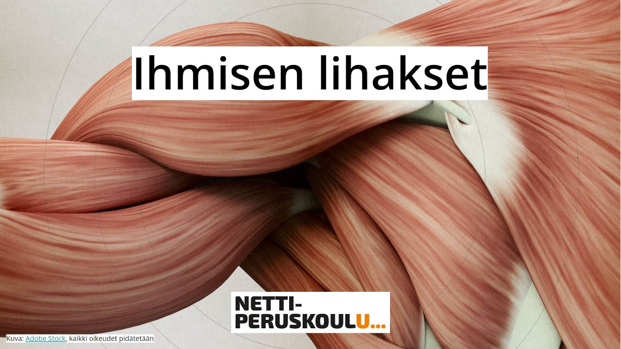 ayl1: Ihmisen lihakset (perusopetus)
