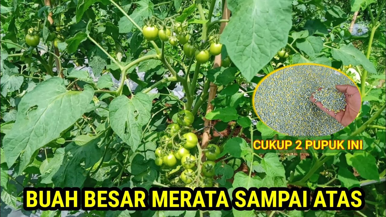 PUPUK PEMBESAR BUAH TOMAT (56hst) tumpangsari