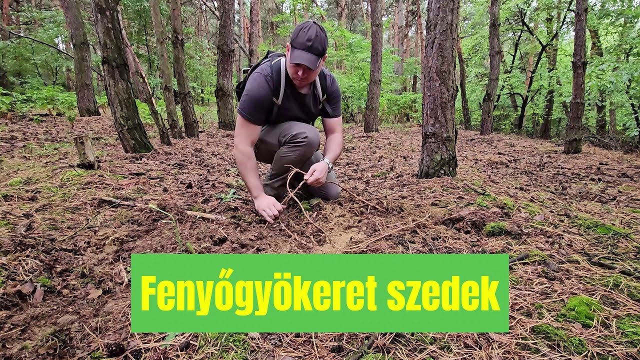 Fenyőgyökeret szedek | Getting pine roots #bushcraft #cordage