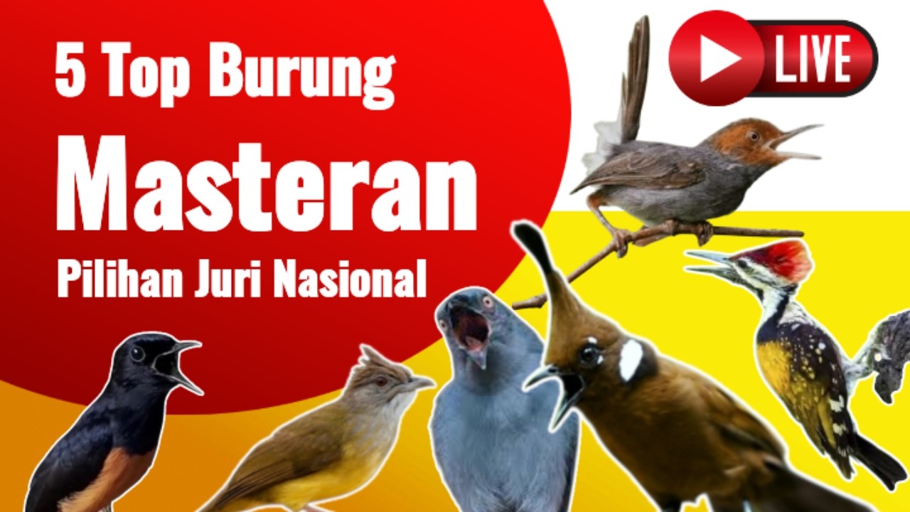 🔴 masteran wajib pilihan juri nasional‼️