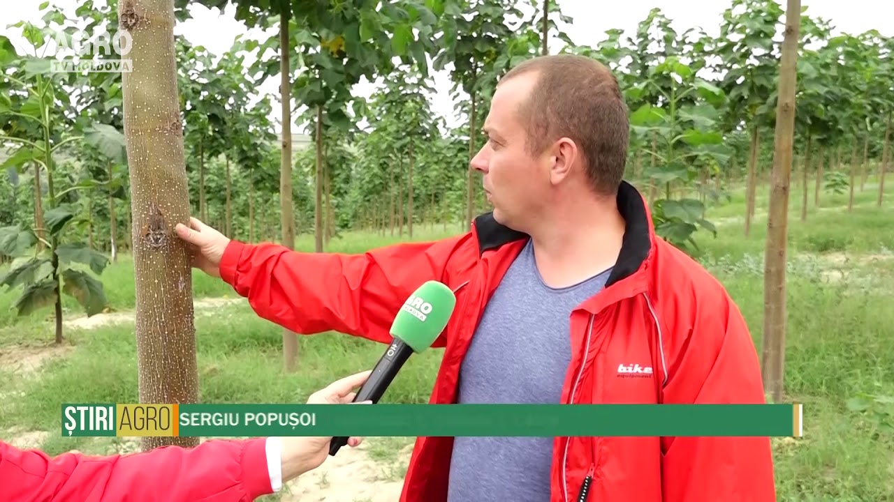 Paulownia crește și pe soluri cu bonitate scăzută