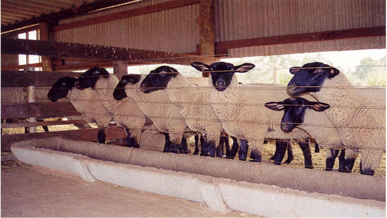 Dia a Dia no Confinamento de Cordeiros  -  Curso CPT Produção Intensiva de Cordeiros