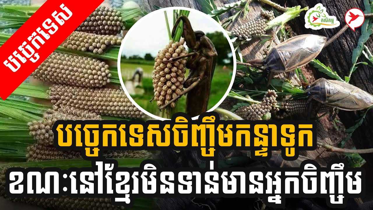 បច្ចេកទេសចិញ្ចឹមកន្ទាទូក ខណៈនៅខ្មែរមិនទាន់មានអ្នកចិញ្ចឹម | កម្មវិធីកសិកម្ម
