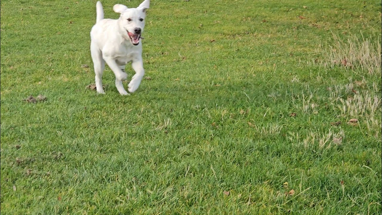 Labrador out on her morning walk, Penny really had fantastic time out out here morning walk 🐕