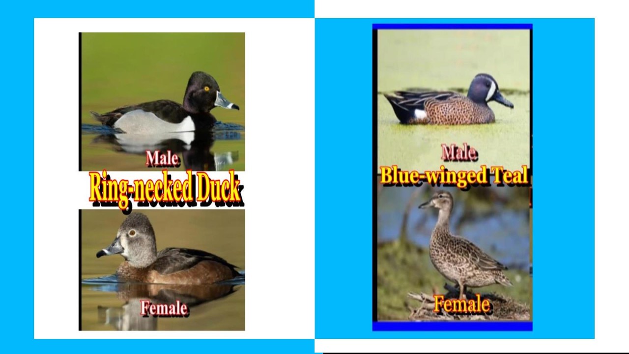 The Similarities & Differences of the Ring-necked Duck & Blue-winged Teal.