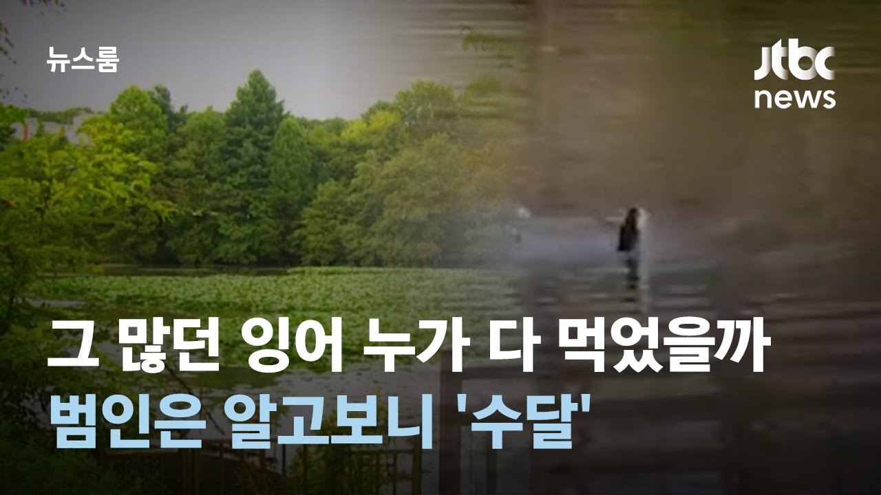 그 많던 잉어 누가 다 먹었을까&hellip;범인은 알고보니 '수달' / JTBC 뉴스룸