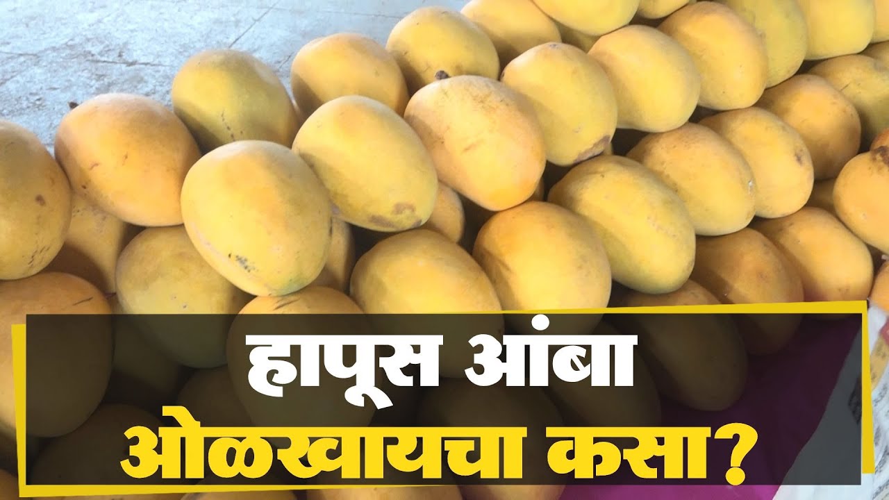 हापूस आंबा ओळखायचा कसा? | How to recognize hapus mango?