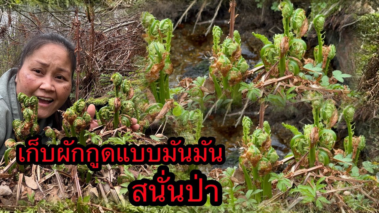 เก็บผักกูดแบบมันมันสนั่นป่า #เก็บผักกูดแบบมันมัน #เก็บผักกูดฝรั่งยอดงามๆ