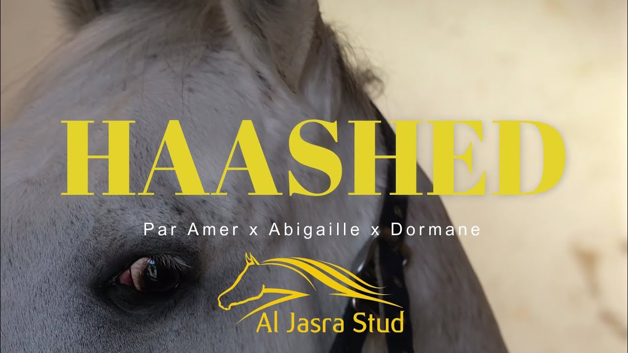 HAASHED (Amer x Abigaille x Dormane)