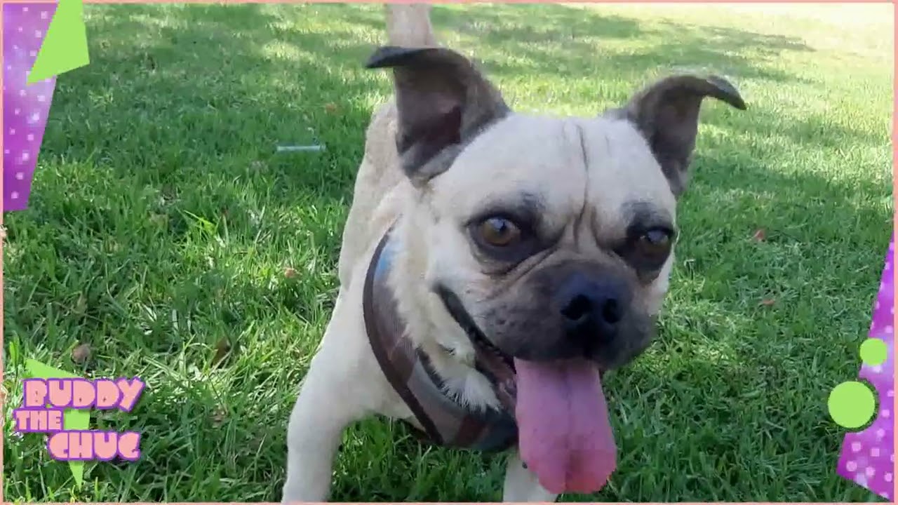 Buddy the Chug | Funny doggy playing ball cute puppy videos Chug breed 80s retro synthwave music mix