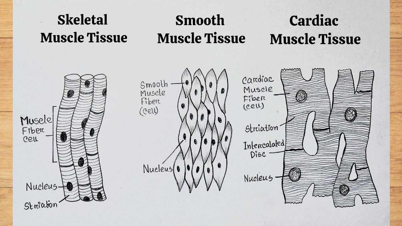 How to draw muscle Tissue diagram 