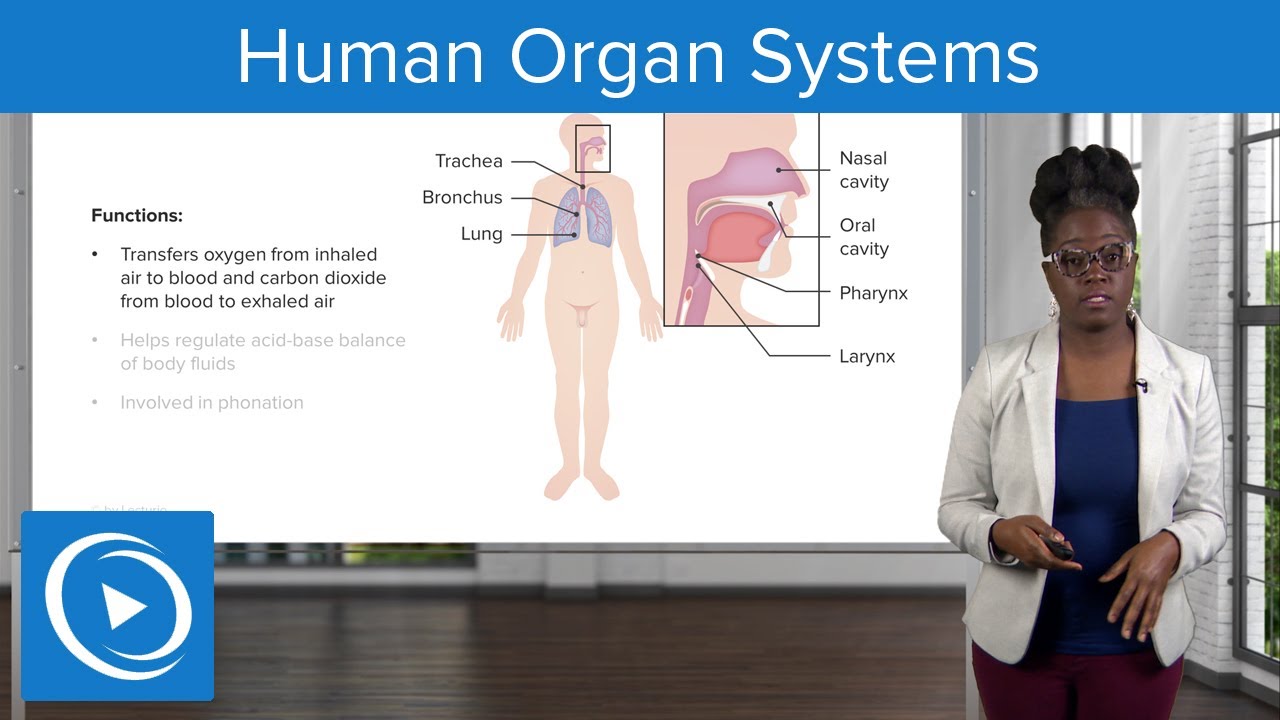 Human Organ Systems &ndash; Physiology | Lecturio Nursing