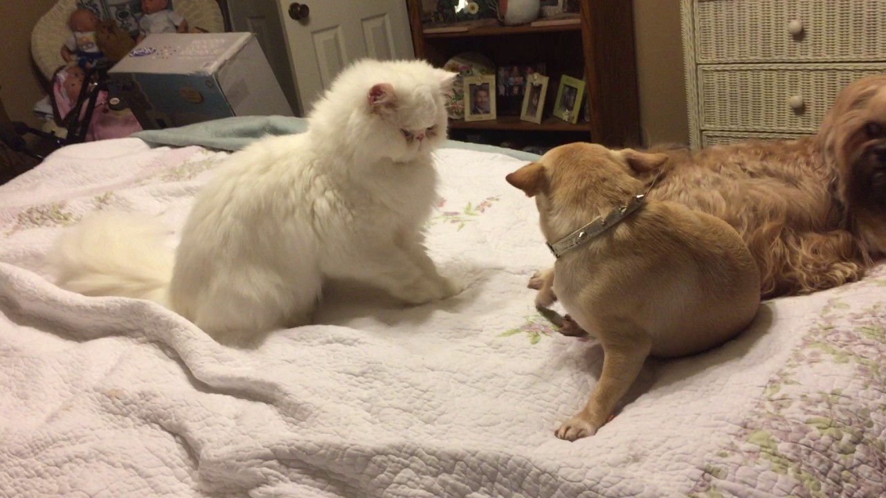 Cat Bullying Dog
