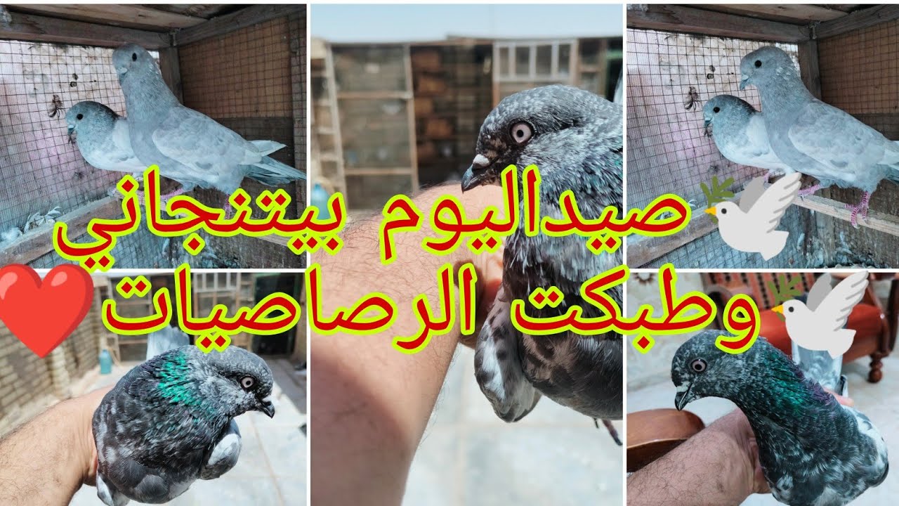 💛صيداليووم تار حبري كسره ورعشه❤️وطبكت التور الرصاصيات🥰والعمبر سره طلعت طيره🤔@