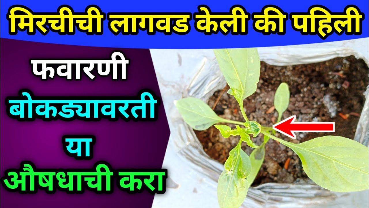 मिरचीची लागवड केली की पहिली फवारणी बोकड्यावरती या औषधाची करा.