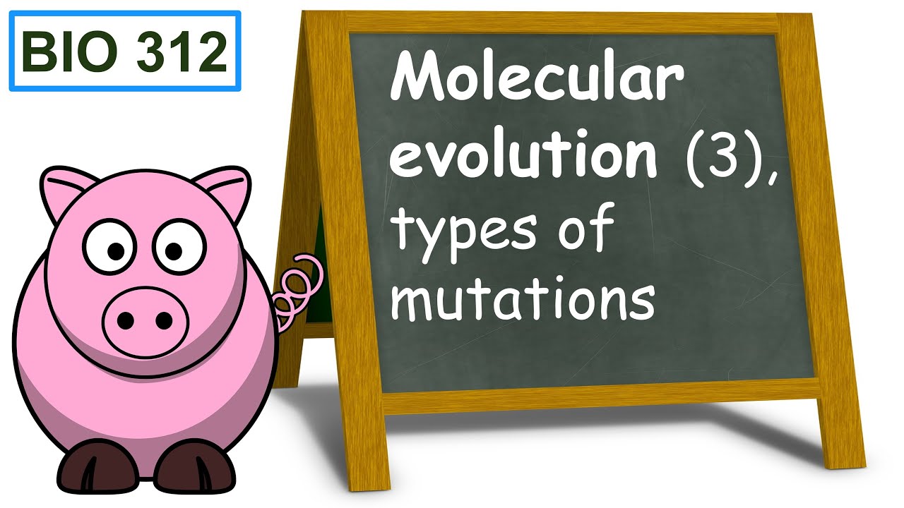 Molecular evolution (3), types of mutations.