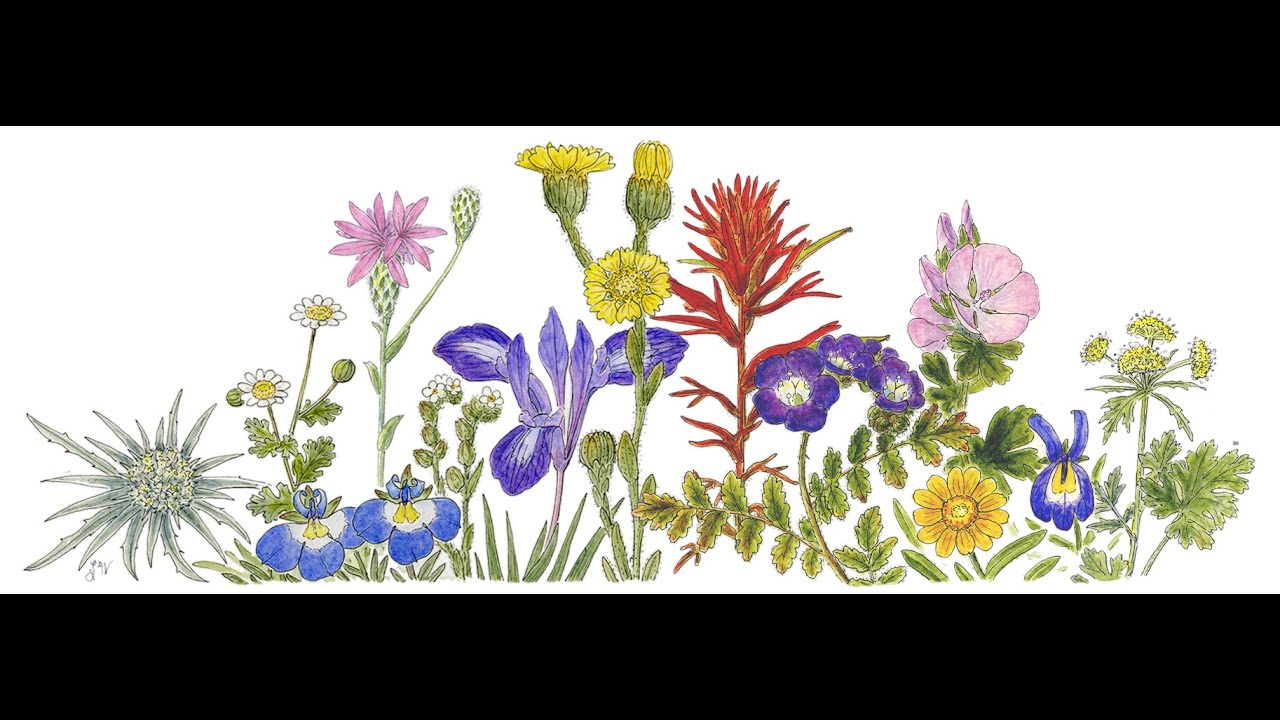 75th Anniversary of the Jepson Herbarium by Bruce G. Baldwin