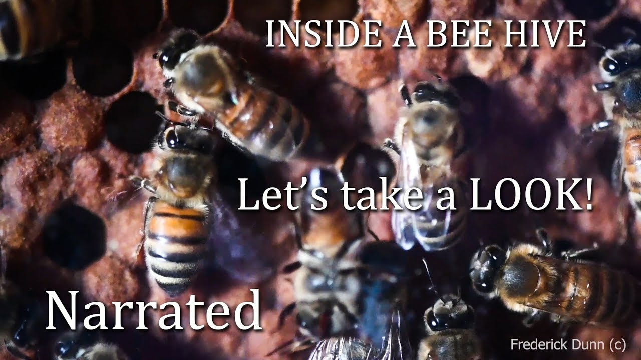 Beginner Beekeeping Observation Hive TEST ANSWERS what goes on inside a beehive